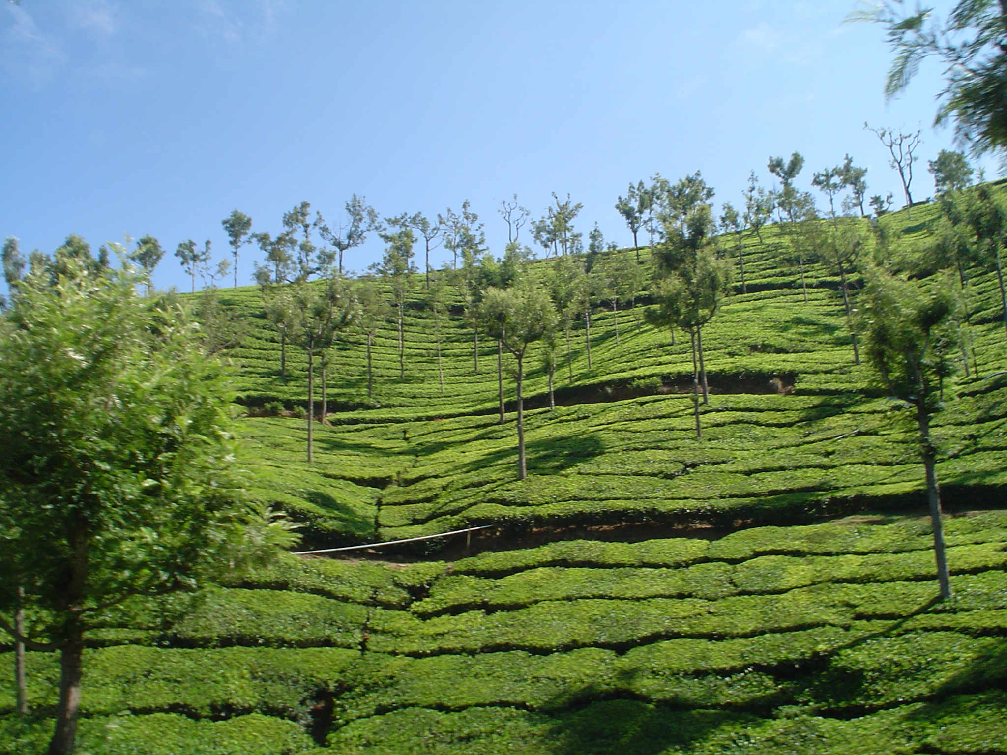 Ooty
